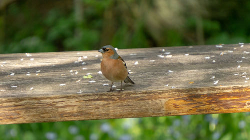 Close-up of bird perching on wooden railing