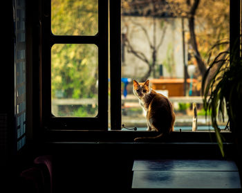 Cat sitting on window sill at home