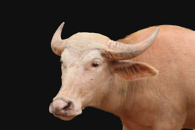 Close-up of cow over black background