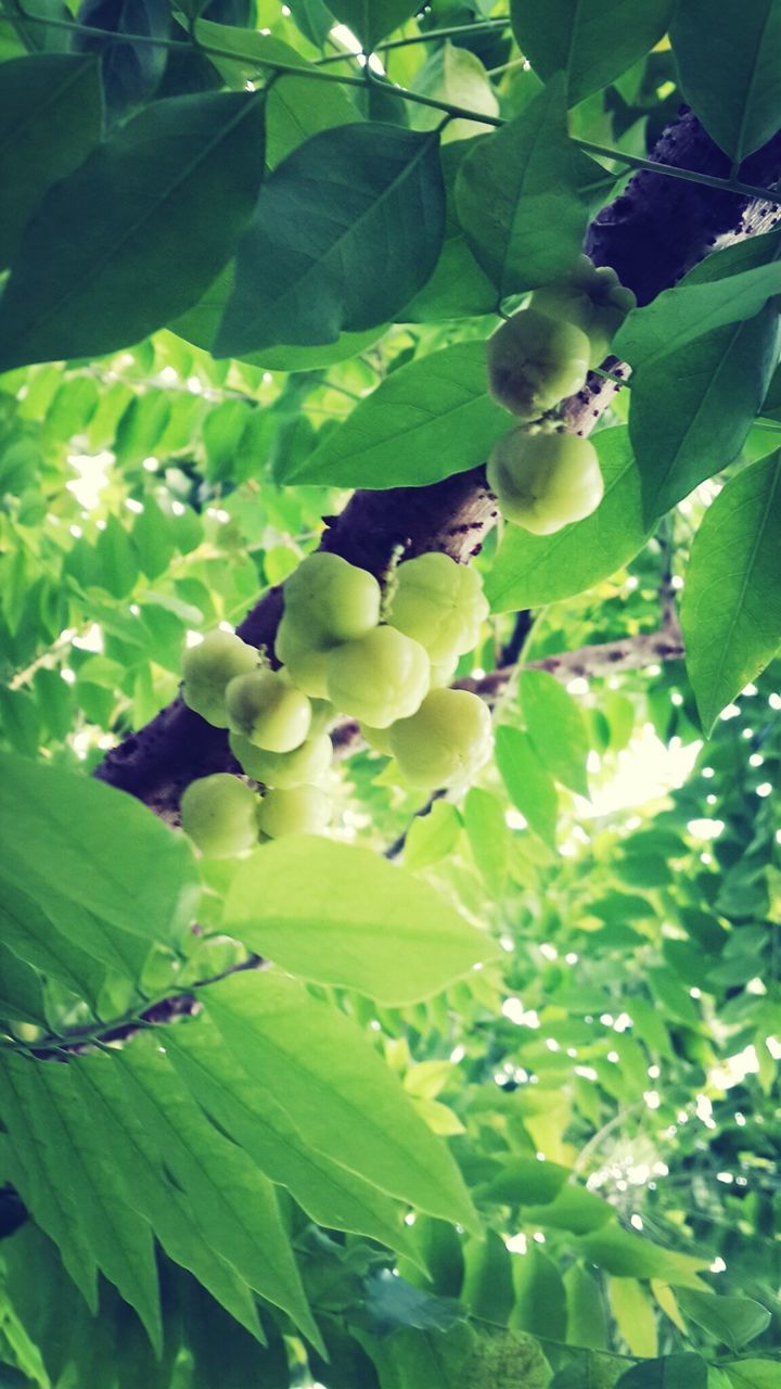 fruit, leaf, food and drink, growth, green color, freshness, food, healthy eating, tree, branch, nature, close-up, grape, plant, beauty in nature, growing, agriculture, day, hanging, bunch