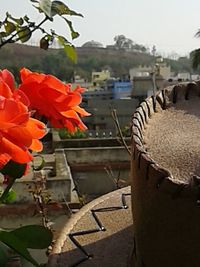 Close-up of red flowers