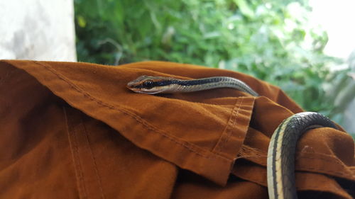 Close-up of lizard on table