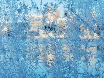 Full frame shot of snow covered plant