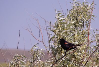 Close-up of bird perching on plant against sky