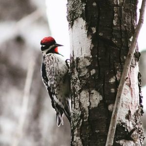 Close-up of bird perching on tree trunk