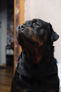 Close-up of dog looking away