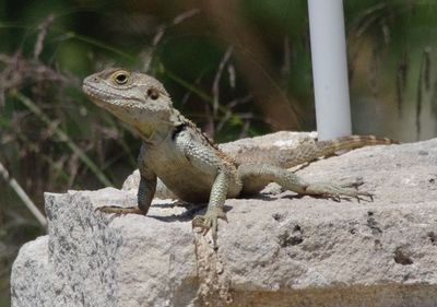 Lizard on the wall