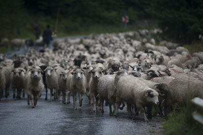 Sheep breeding and nomadic shepherds in the carpathians in romania