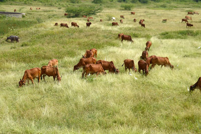 Horses in a field