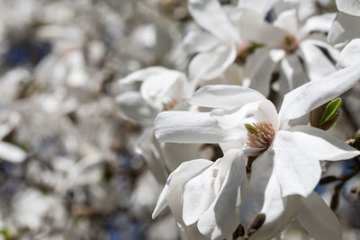 Close-up of white flowering plant