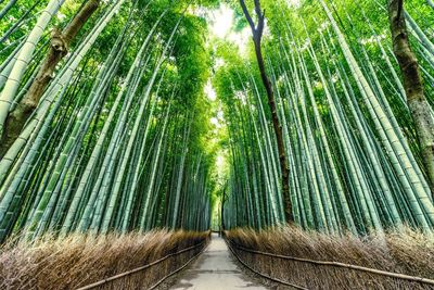 Footpath amidst bamboo trees in forest