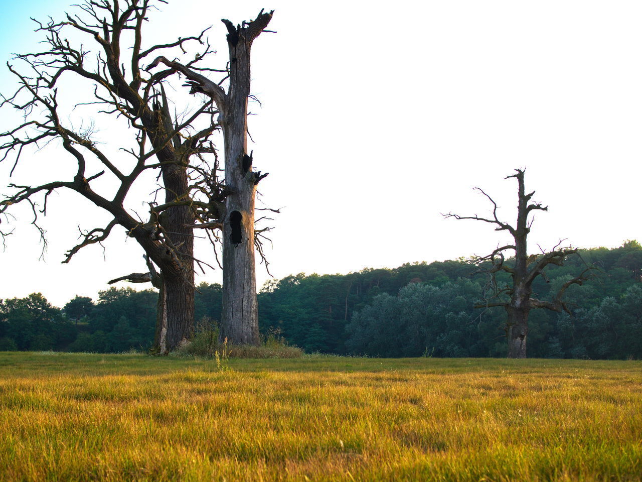 TREES ON FIELD AGAINST SKY