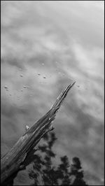 High angle view of wet plant against sky