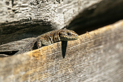 Close-up of lizard on wall