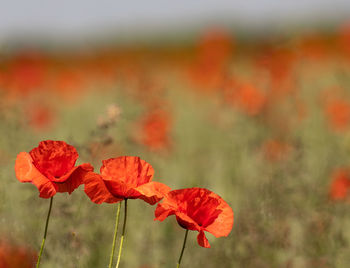 Close-up of red poppy flowers