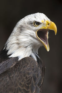 Close-up of eagle