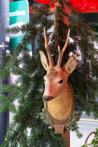 Close-up of deer hanging on tree
