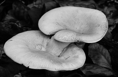 Close-up of mushroom