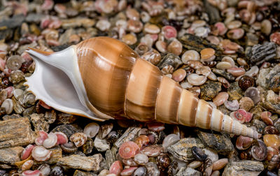 shell