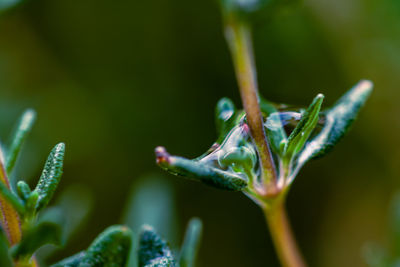 Close-up of plant growing outdoors