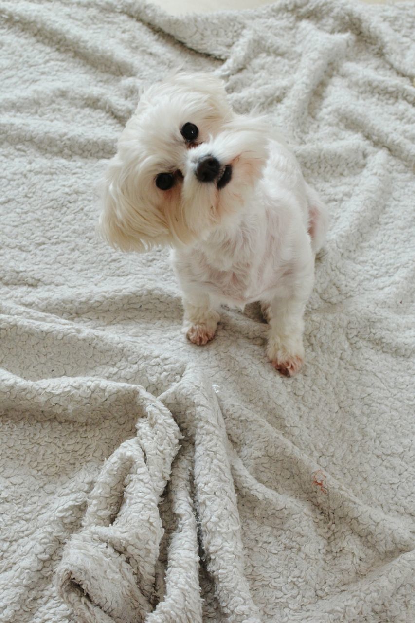 pets, domestic animals, animal themes, one animal, mammal, dog, indoors, white color, portrait, looking at camera, high angle view, relaxation, full length, no people, close-up, white, sitting, young animal, home interior, cute