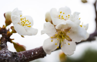 Close-up of white cherry blossoms in spring