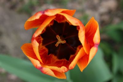 Close-up of orange rose flower