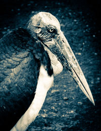 Close-up of bird