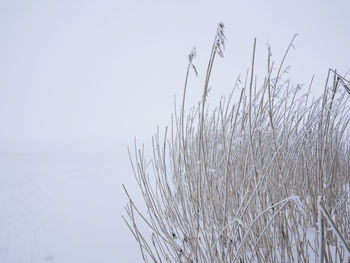 Close-up of grass against clear sky