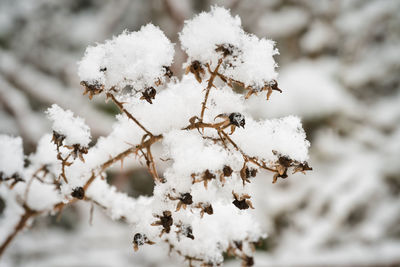 Close-up of snow covered plant
