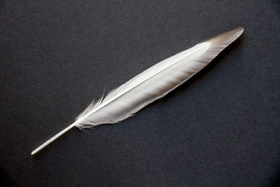 High angle view of feather on table against black background