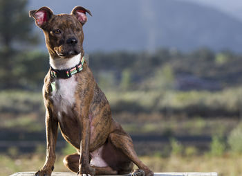 Dog looking away on field