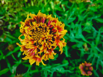 Close-up of yellow marigold flower