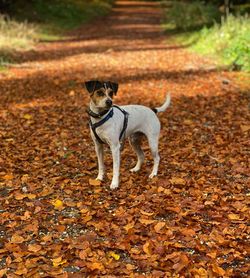 Dog standing on dry leaves on field