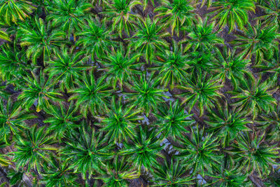 Aerial view of coconut farm in samut sakhon province,thailand