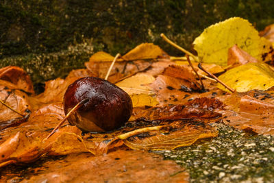 Close-up of fruits growing on tree