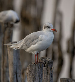 Close-up of seagull perching on wooden post