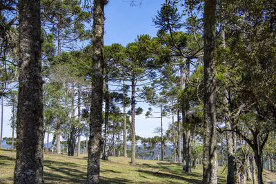 Trees on field against sky