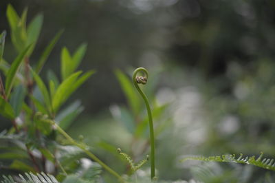 Close-up of a plant