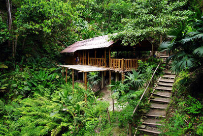 House by trees in forest