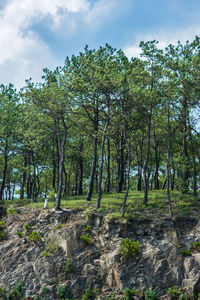 Trees in forest against sky