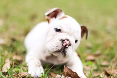 Close-up portrait of dog on land