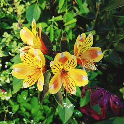 Close-up of yellow flowers blooming outdoors