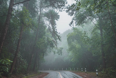 Road amidst trees in forest during rainy season