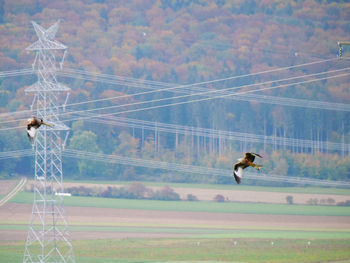 Bird flying over a field