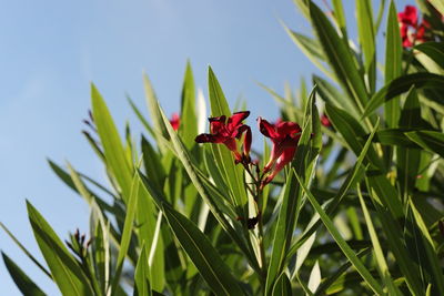 plant