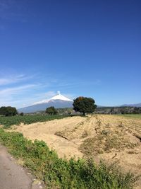 Scenic view of field against clear blue sky