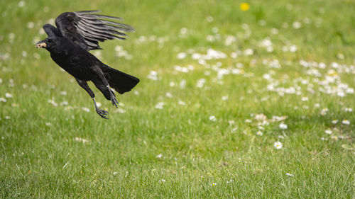 Bird flying over a field