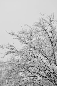 Low angle view of bare tree against clear sky