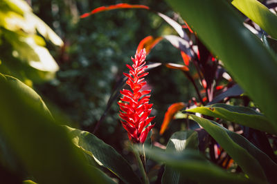 Close-up of plant